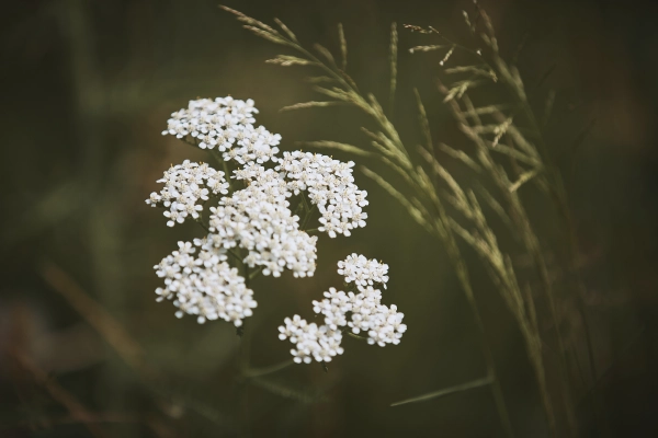 Referenz Titel